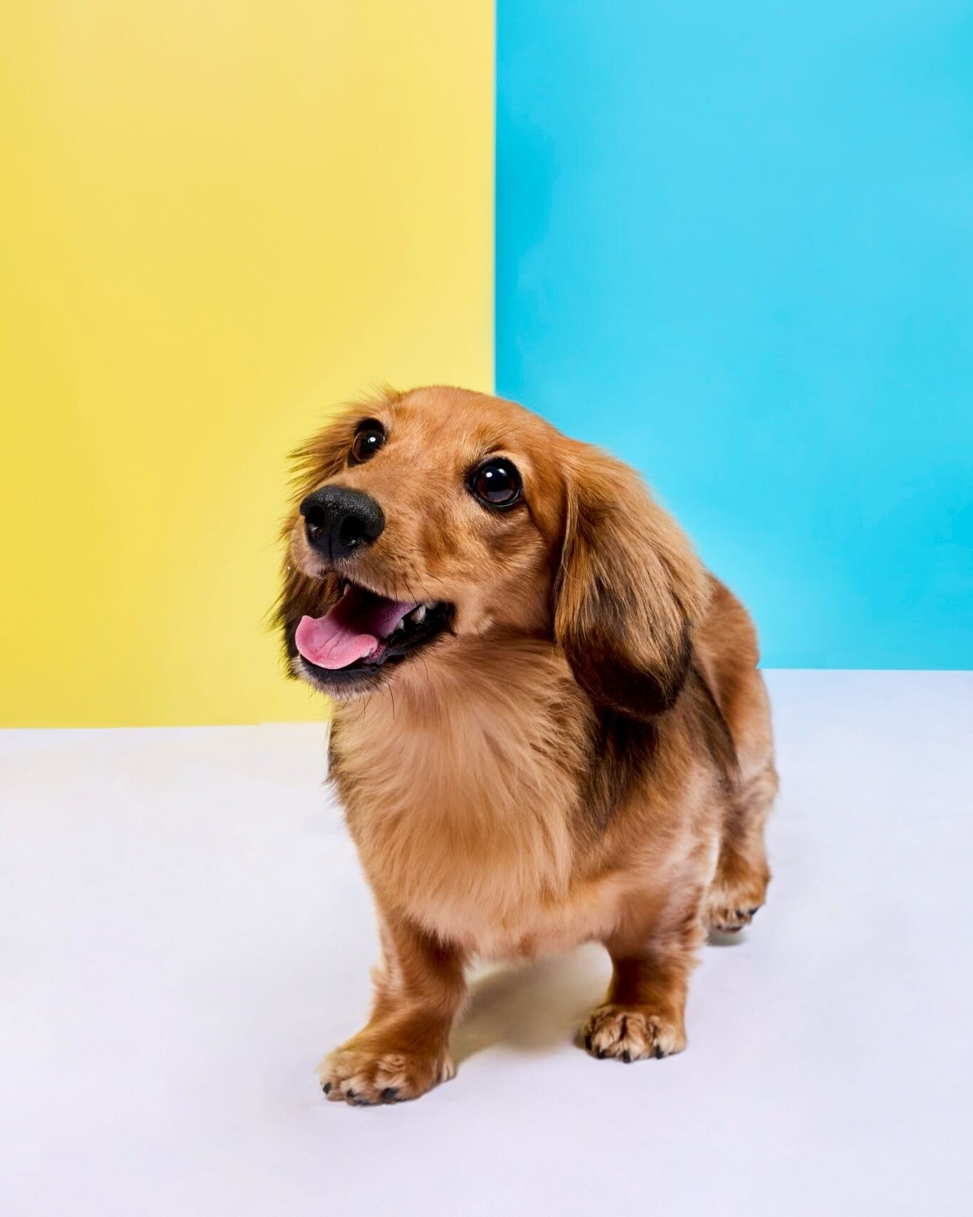 📸✨ 毎月開催！わんちゃん撮影会 ✨🐶