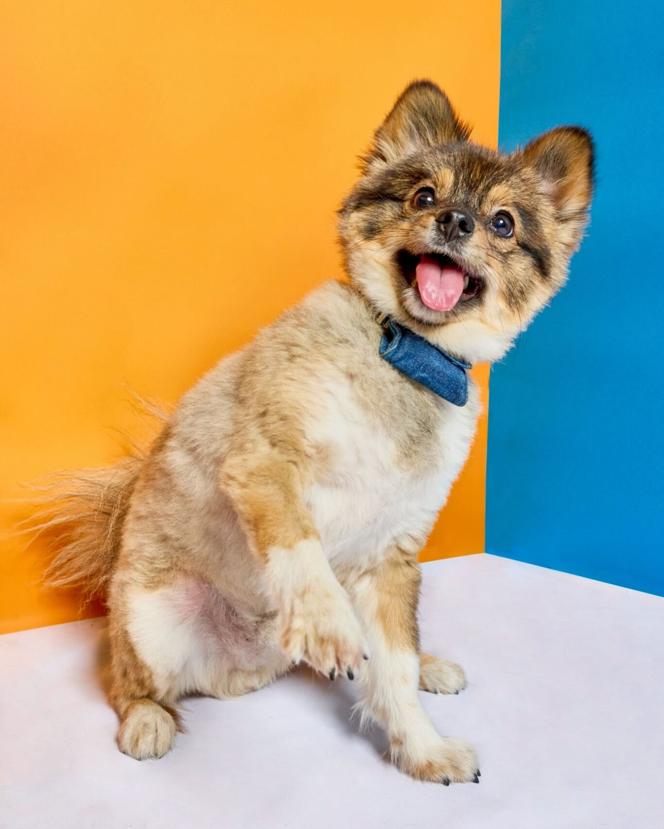 📸✨ 毎月開催！わんちゃん撮影会 ✨🐶