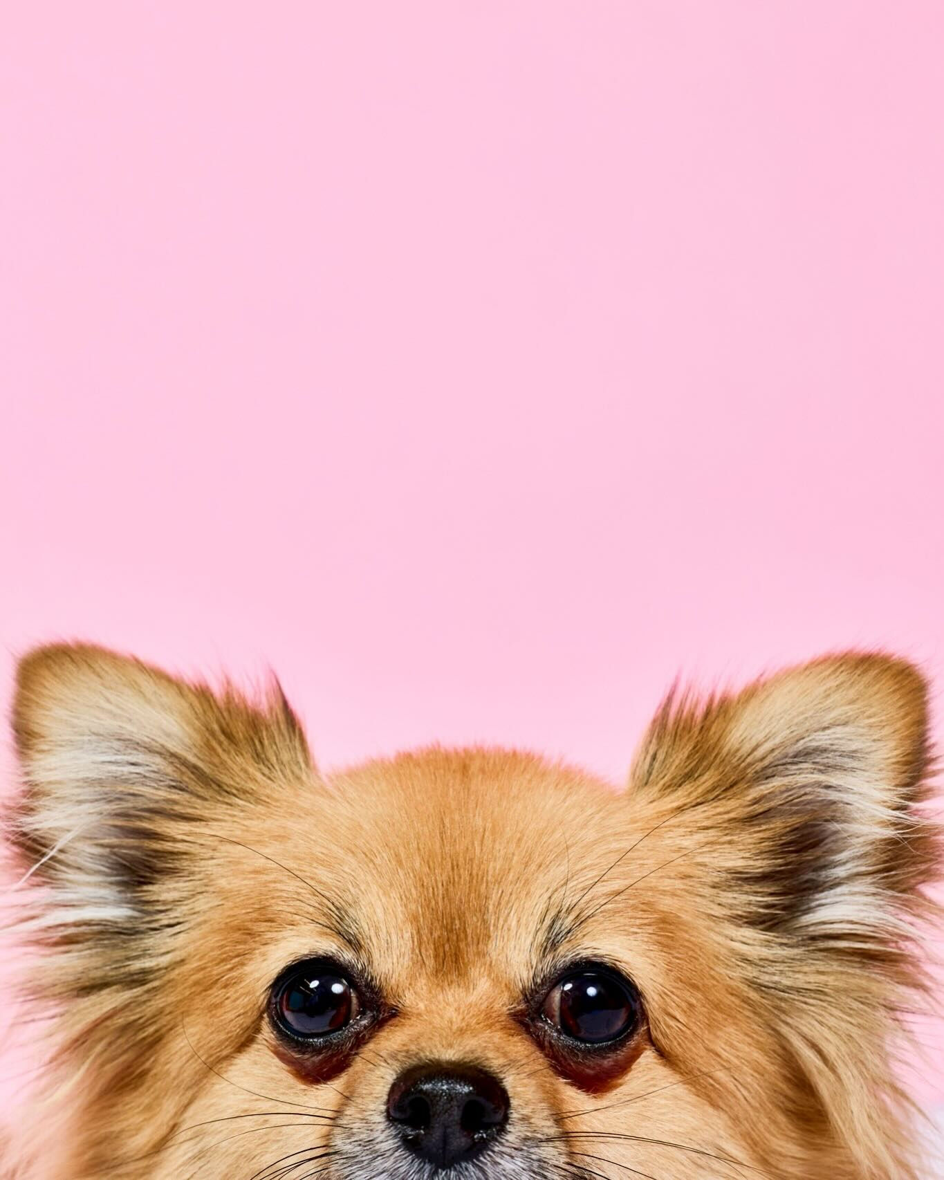 📸✨ 毎月開催！わんちゃん撮影会 ✨🐶