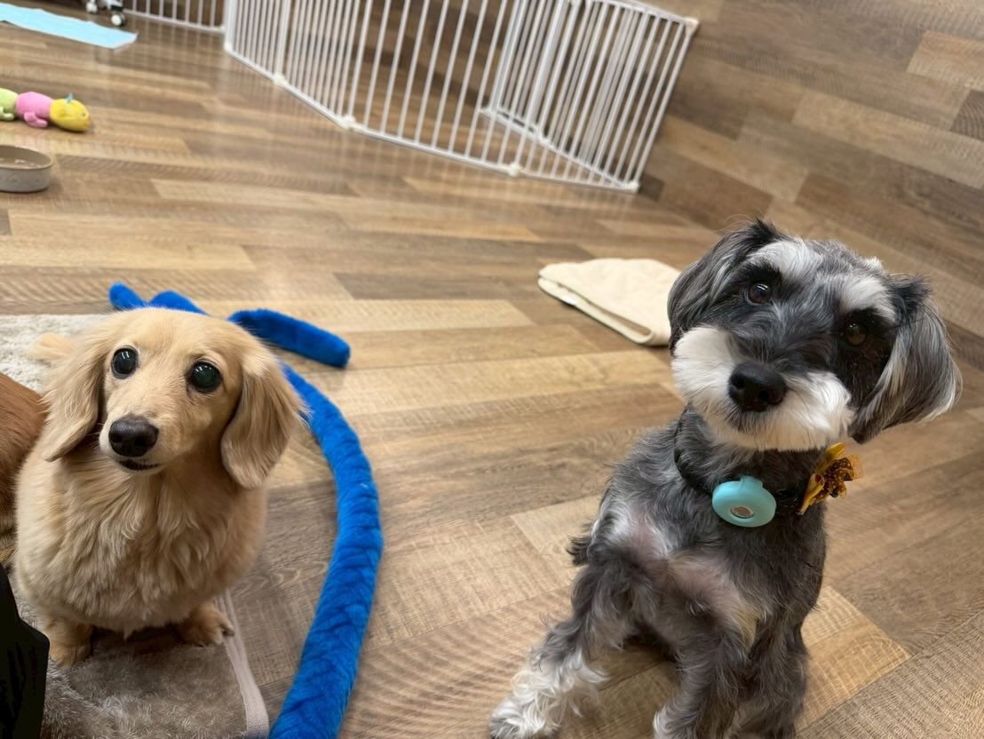 本日の幼稚園、パークのわんちゃん達の様子をお届けします🐶