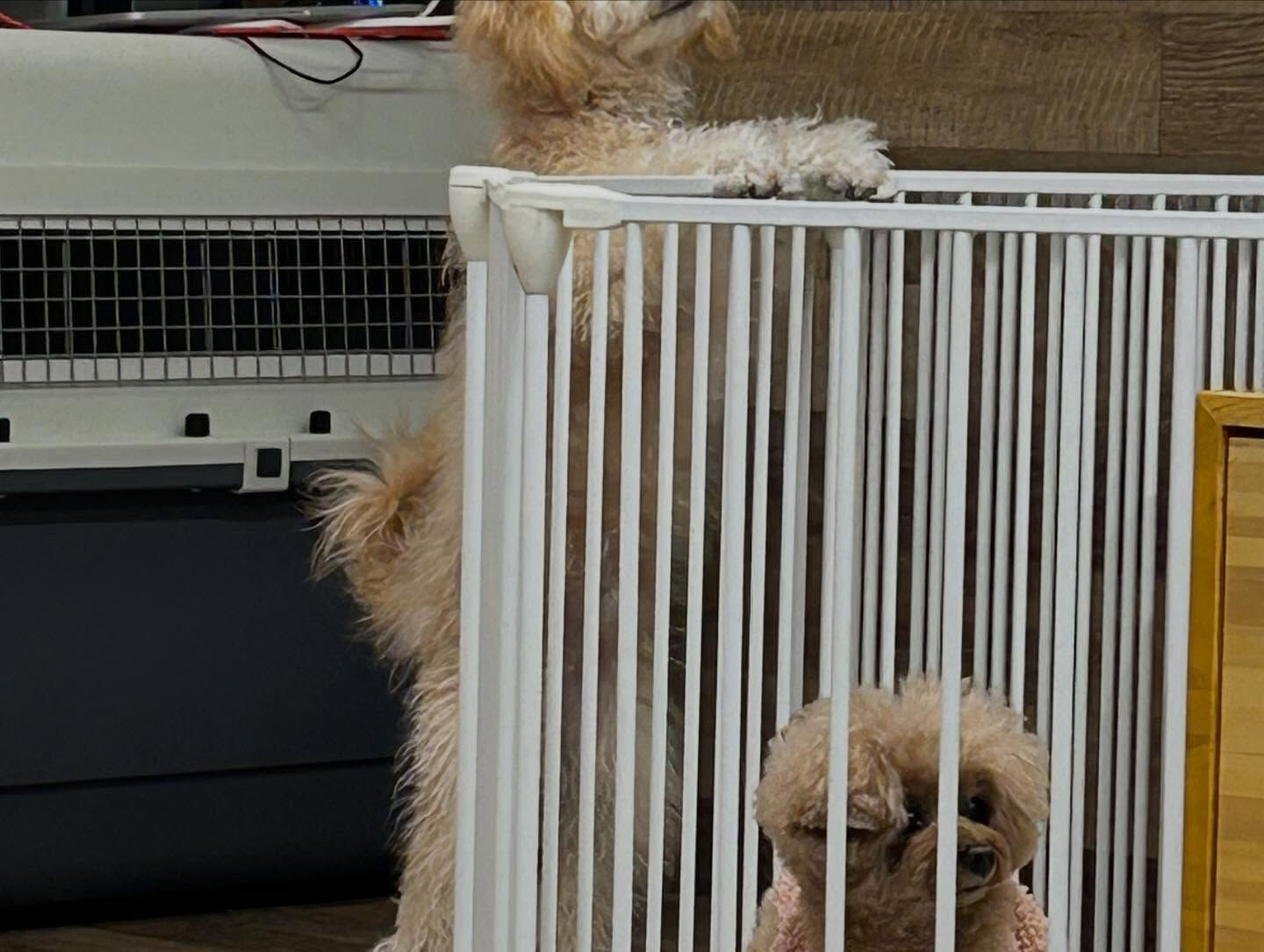 本日の幼稚園、パークのわんちゃん達の様子をお届けします🐶