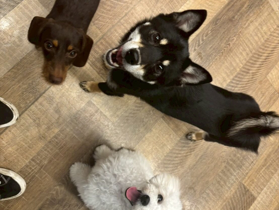本日の幼稚園、パークのわんちゃん達の様子をお届けします🐶