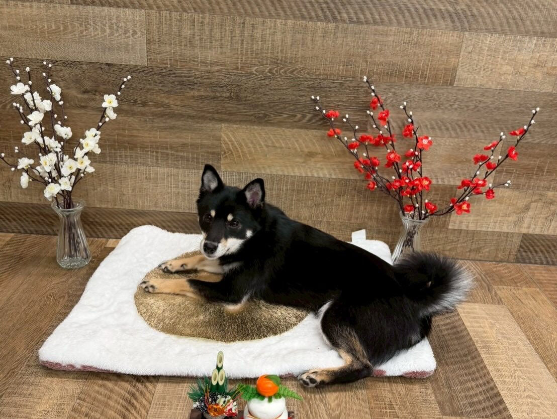 本日の幼稚園、パークのわんちゃん達の様子をお届けします🐶