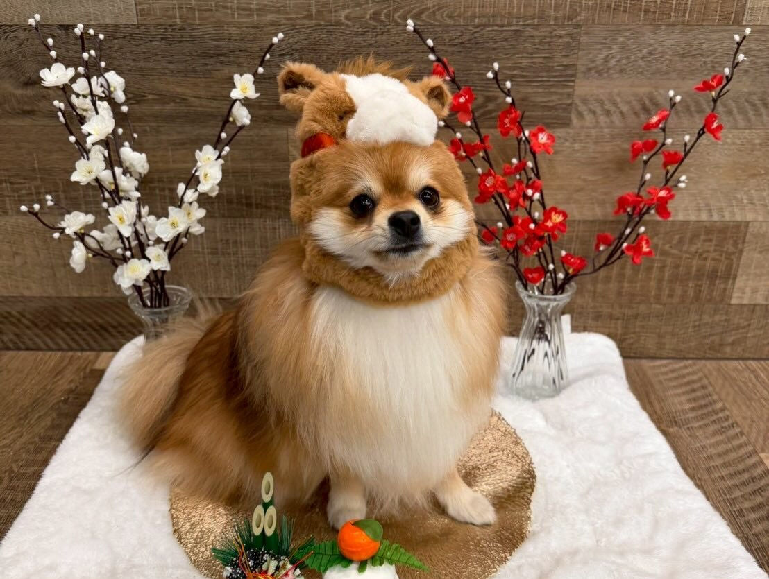 本日の幼稚園、パークのわんちゃん達の様子をお届けします🐶