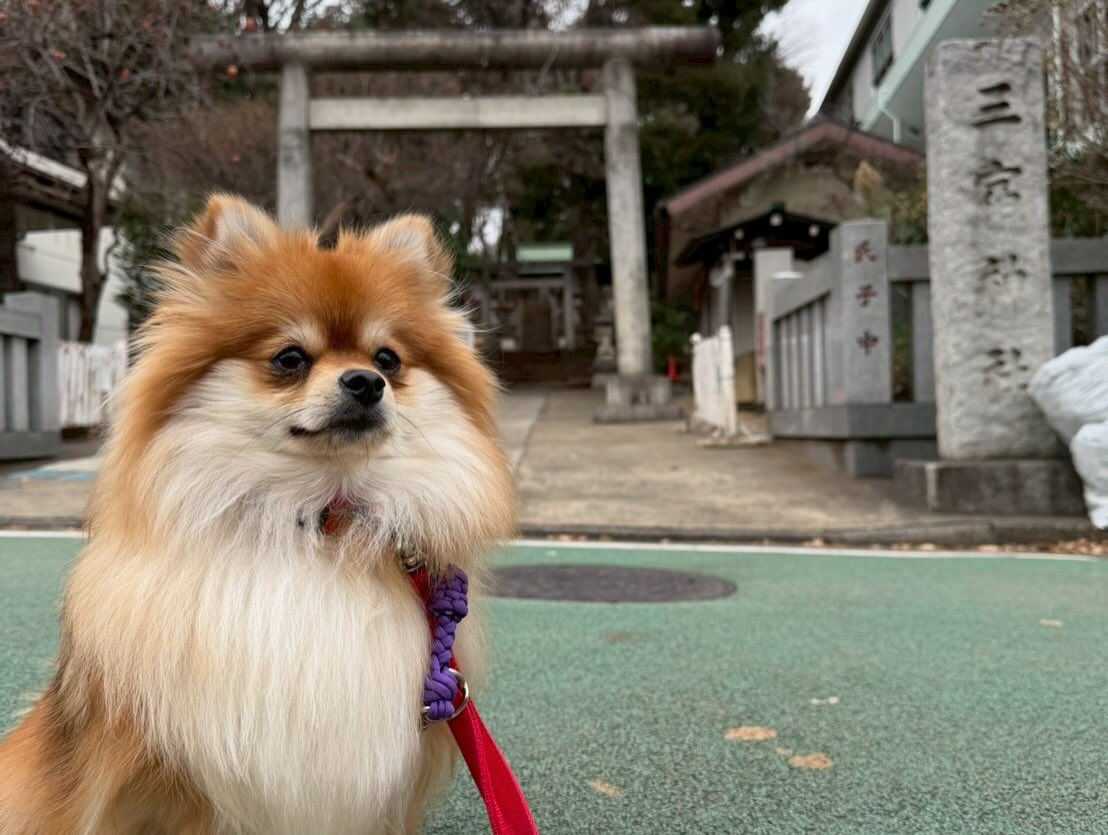 本日の幼稚園、パークのわんちゃん達の様子をお届けします🐶