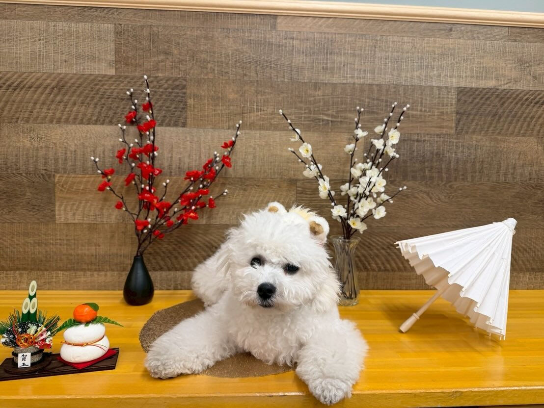 本日の幼稚園、パークのわんちゃん達の様子をお届けします🐶