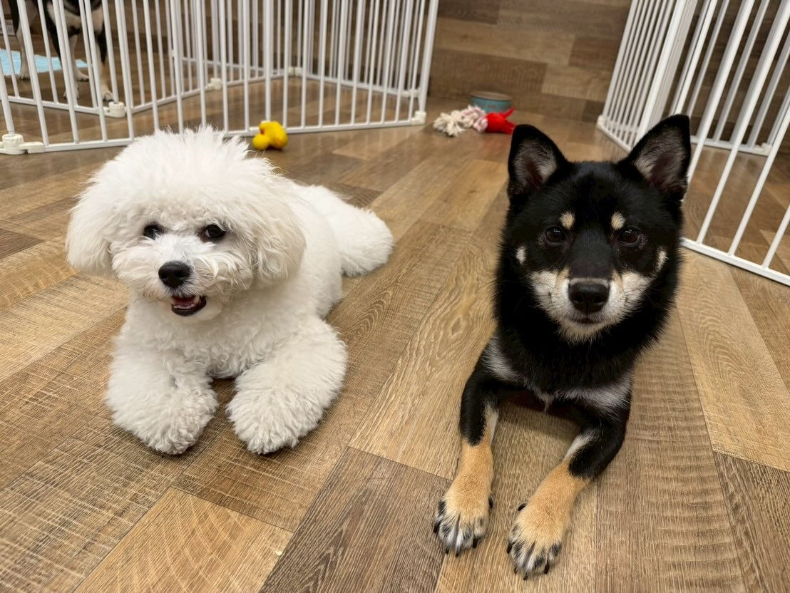本日の幼稚園、パークのわんちゃん達の様子をお届けします🐶