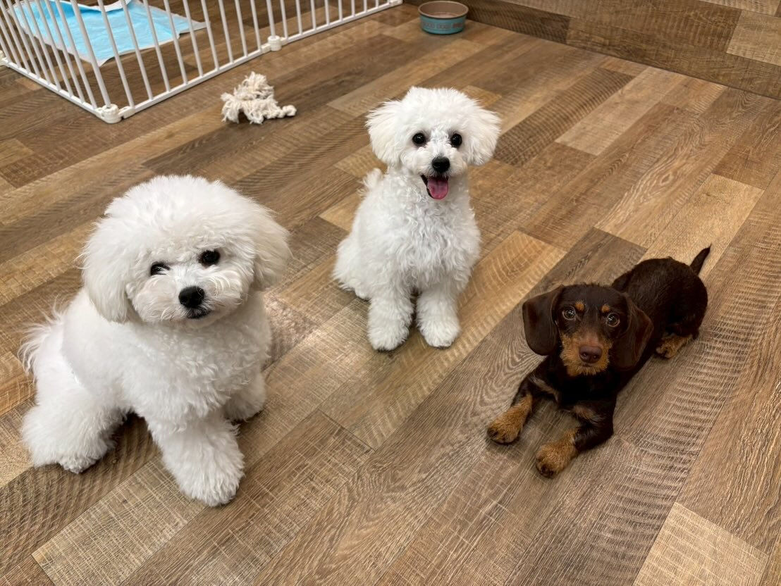 本日の幼稚園、パークのわんちゃん達の様子をお届けします🐶