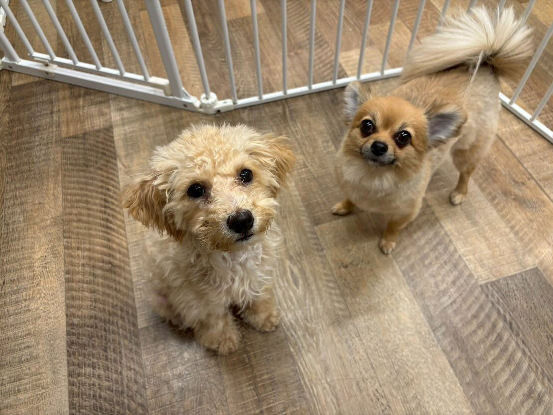 本日の幼稚園、パークのわんちゃん達の様子をお届けします🐶