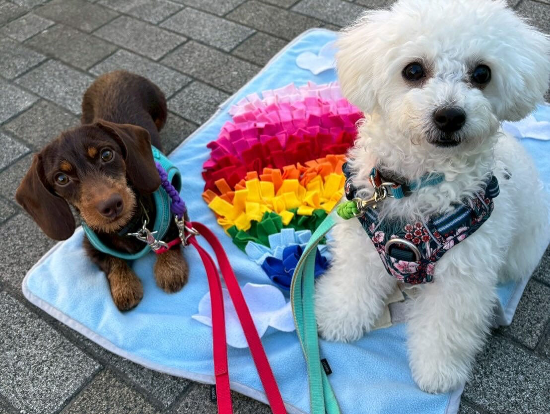 本日の幼稚園、パークのわんちゃん達の様子をお届けします🐶