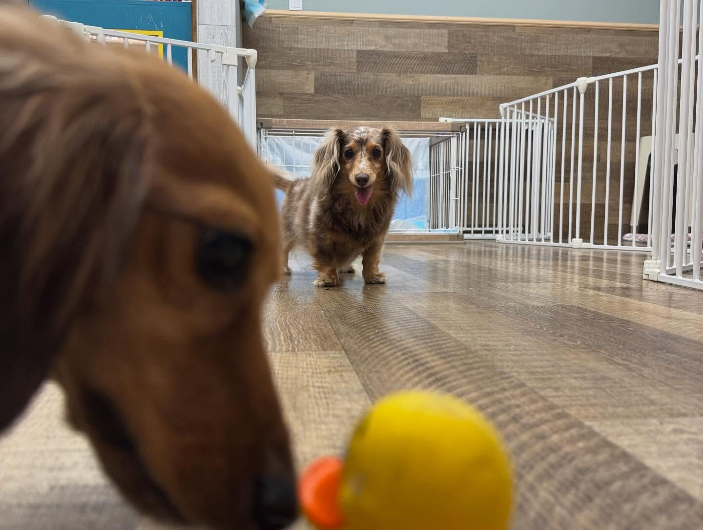 本日の幼稚園、パークのわんちゃん達の様子をお届けします🐶