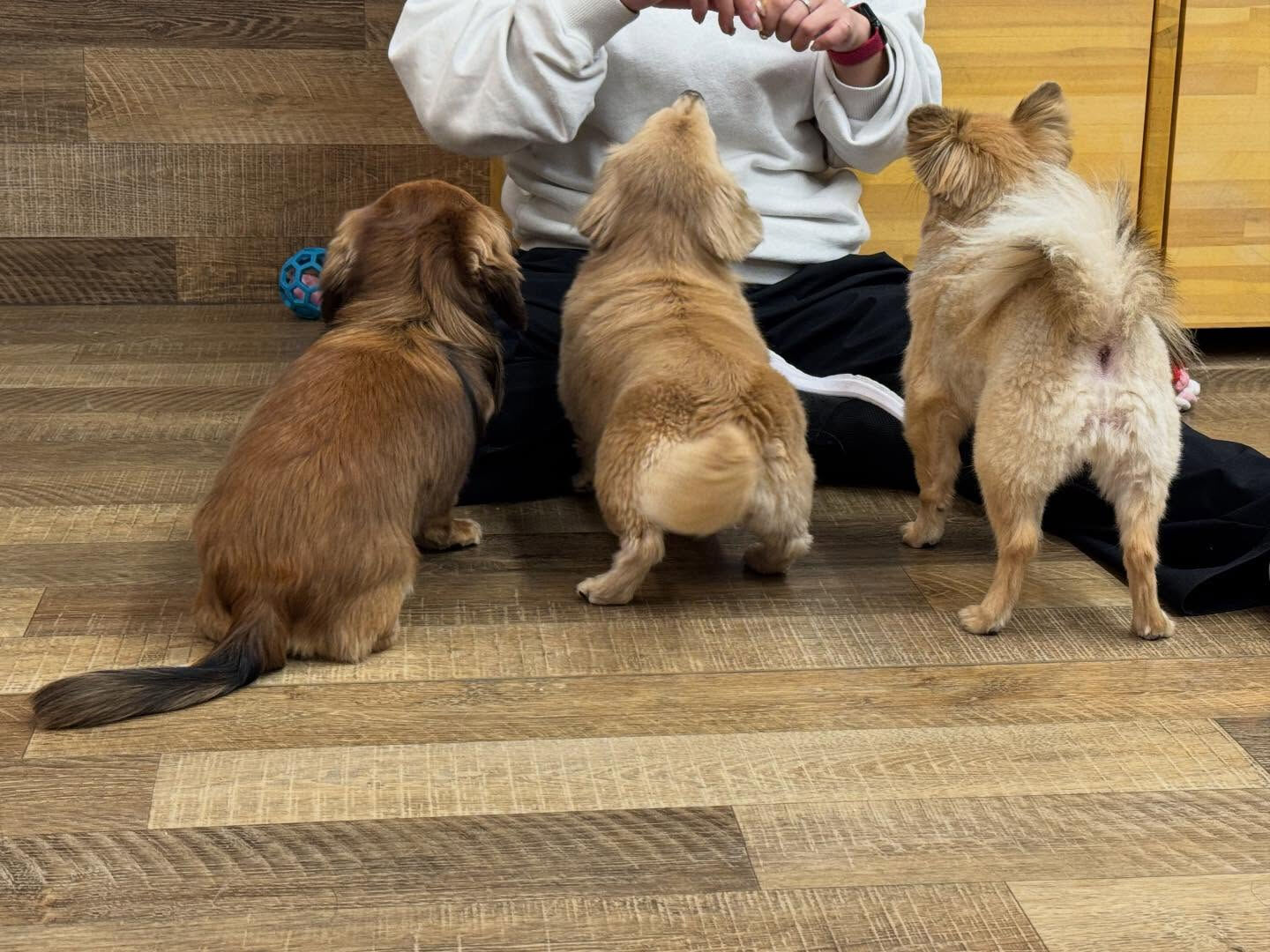 本日の幼稚園、パークのわんちゃん達の様子をお届けします🐶