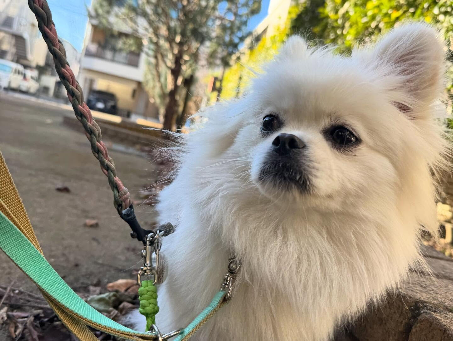 本日の幼稚園、パークのわんちゃん達の様子をお届けします🐶