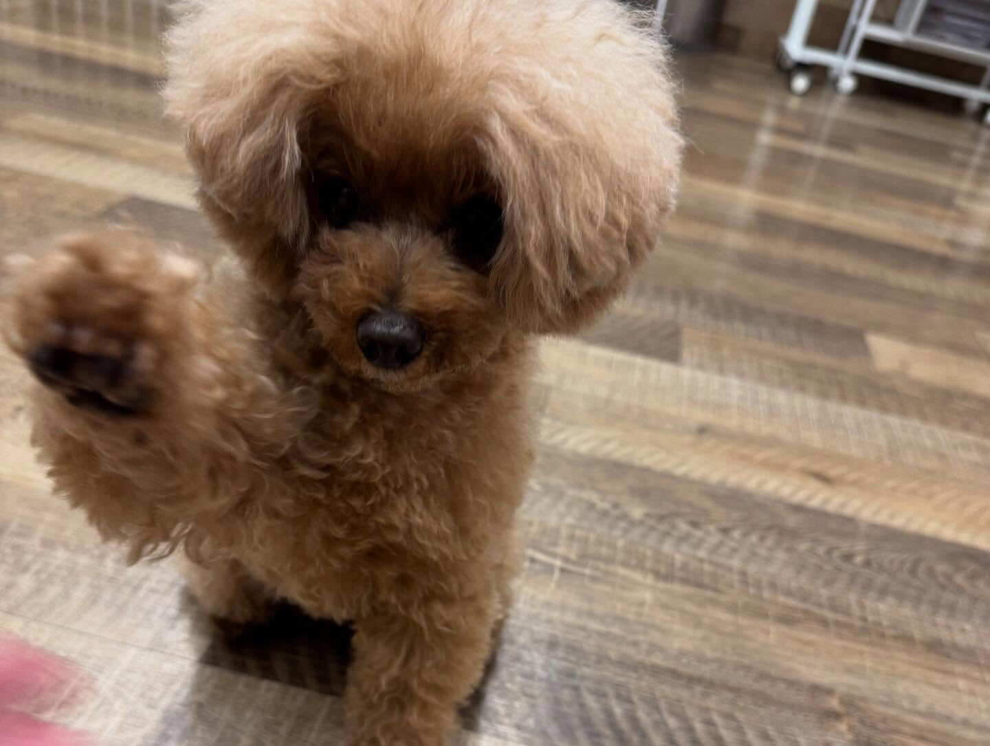 本日の幼稚園、パークのわんちゃん達の様子をお届けします🐶