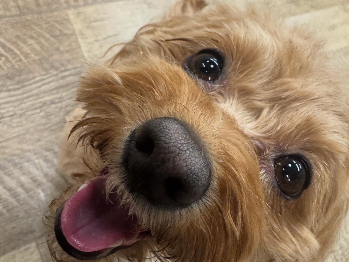 本日の幼稚園、パークのわんちゃん達の様子をお届けします🐶