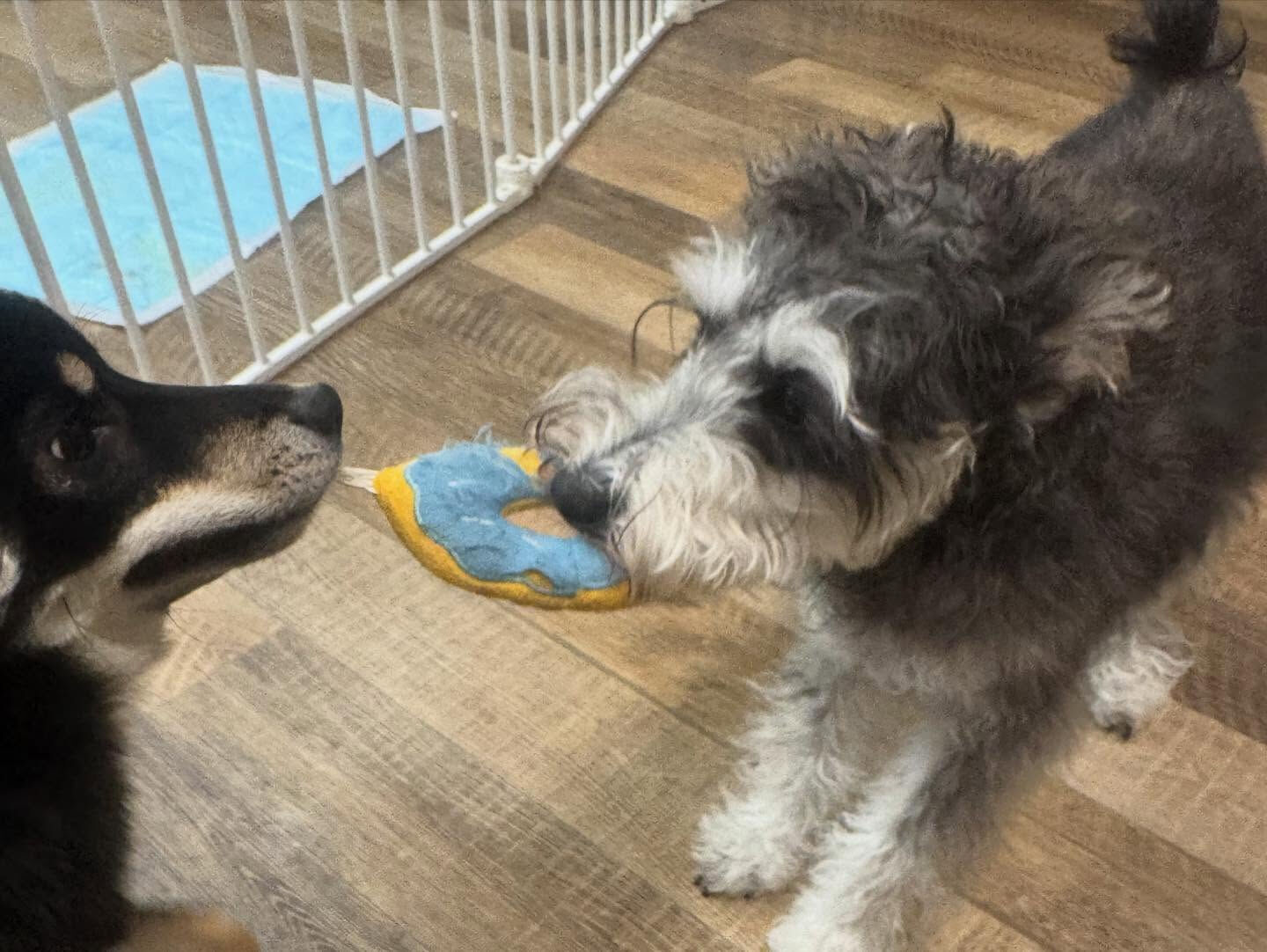 本日の幼稚園、パークのわんちゃん達の様子をお届けします🐶