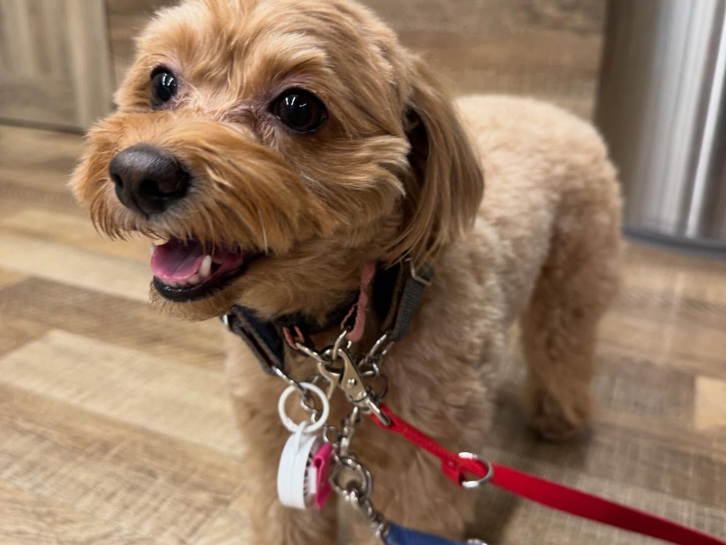 本日の幼稚園、パークのわんちゃん達の様子をお届けします🐶