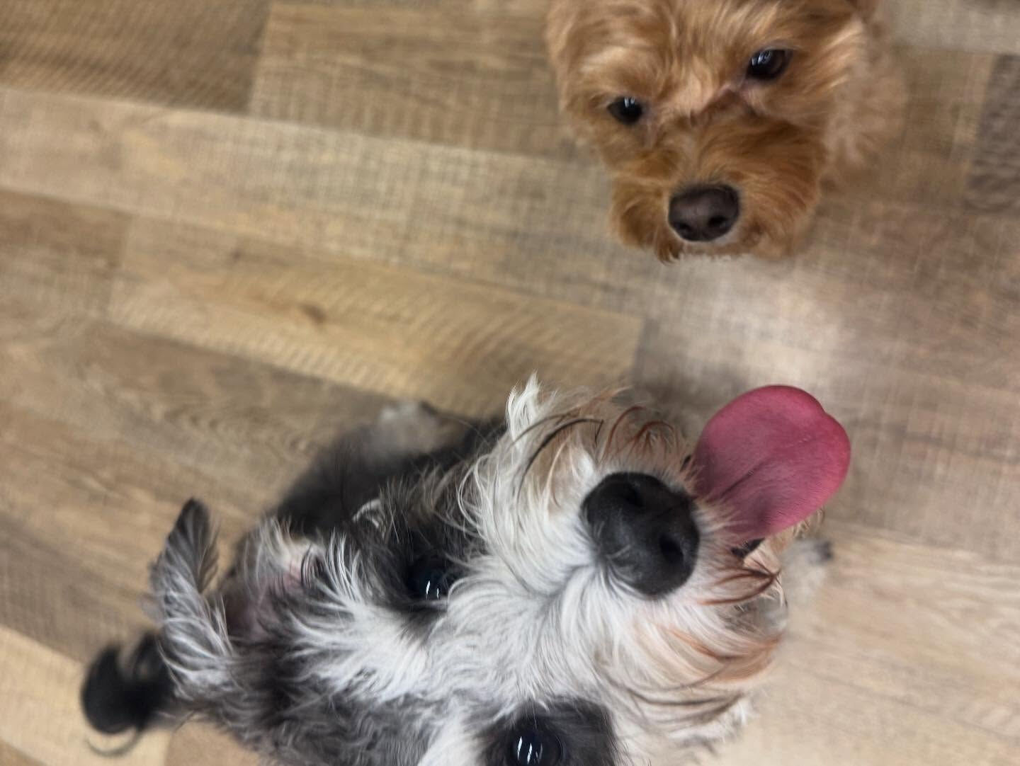 本日の幼稚園、パークのわんちゃん達の様子をお届けします🐶