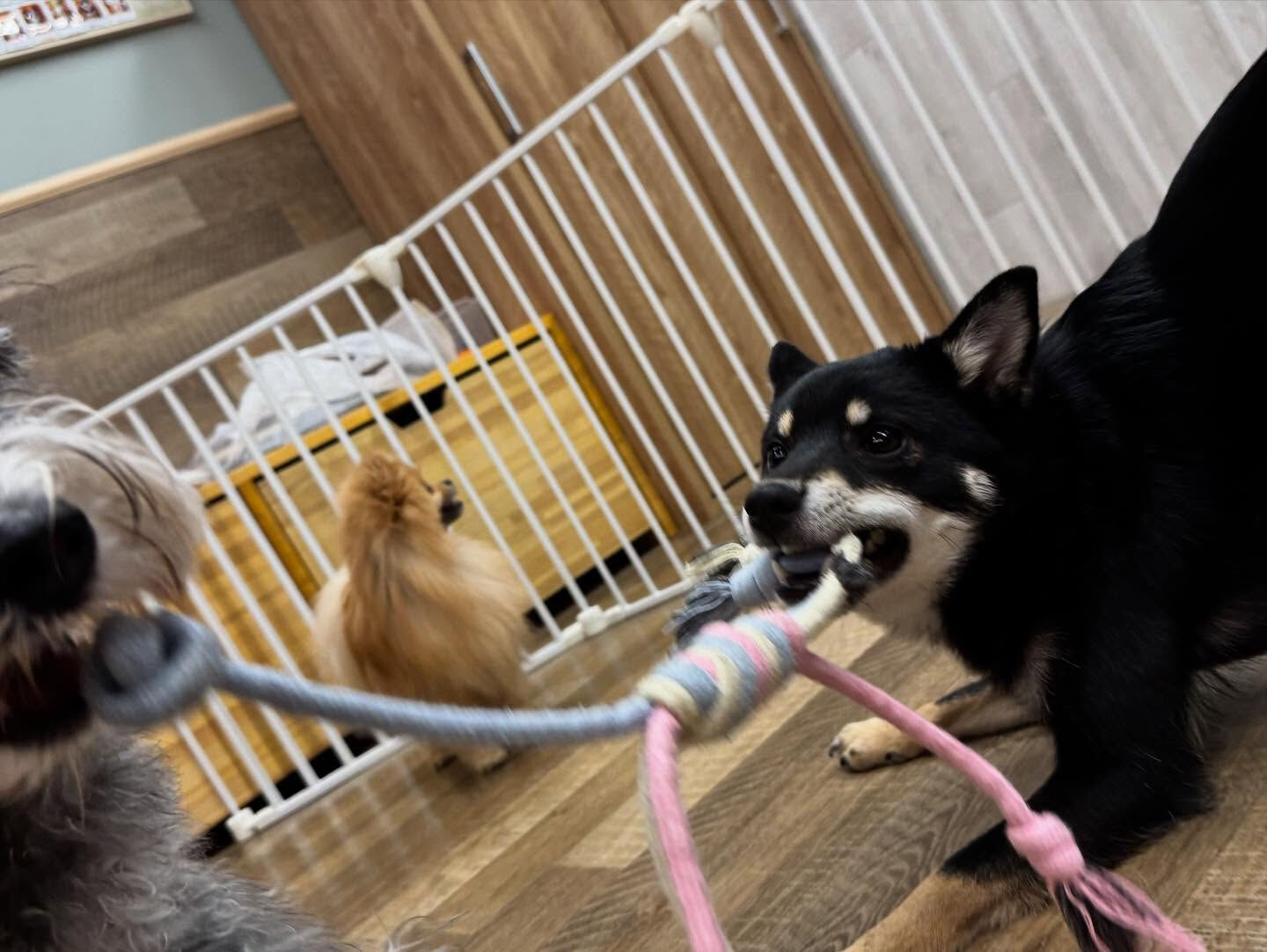 本日の幼稚園、パークのわんちゃん達の様子をお届けします🐶