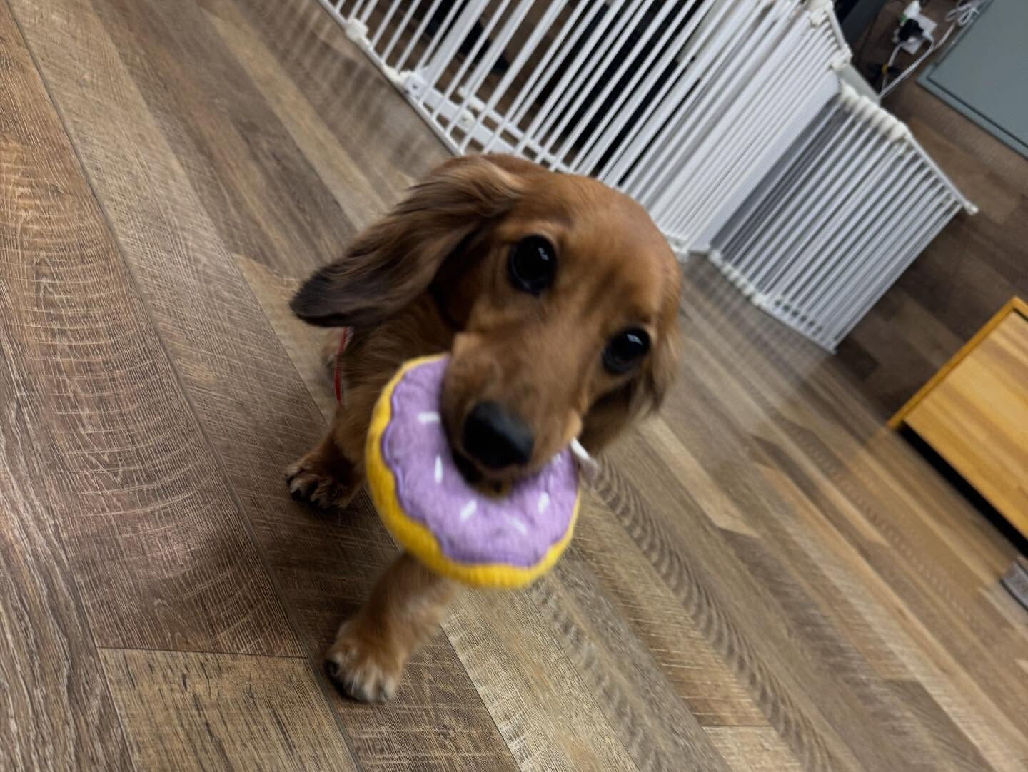 本日の幼稚園、パークのわんちゃん達の様子をお届けします🐶
