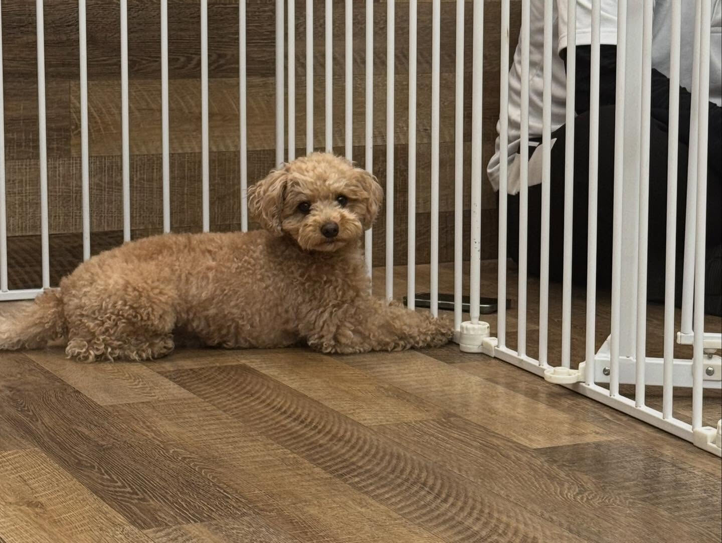 本日の幼稚園、パークのわんちゃん達の様子をお届けします🐶