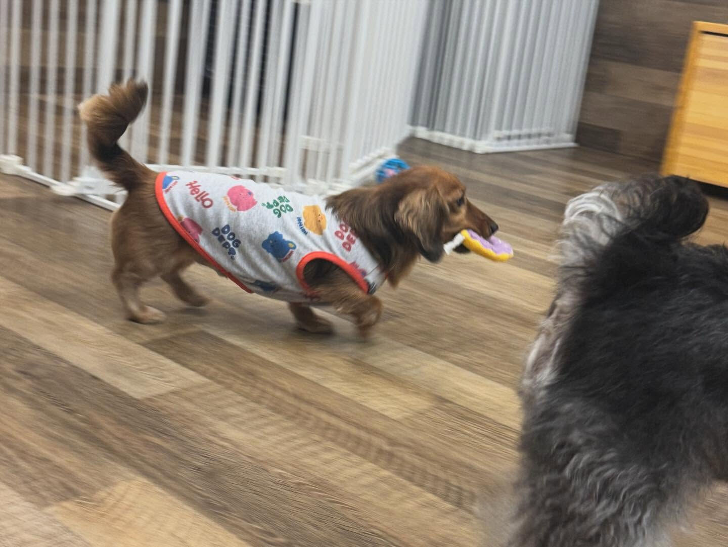 本日の幼稚園、パークのわんちゃん達の様子をお届けします🐶