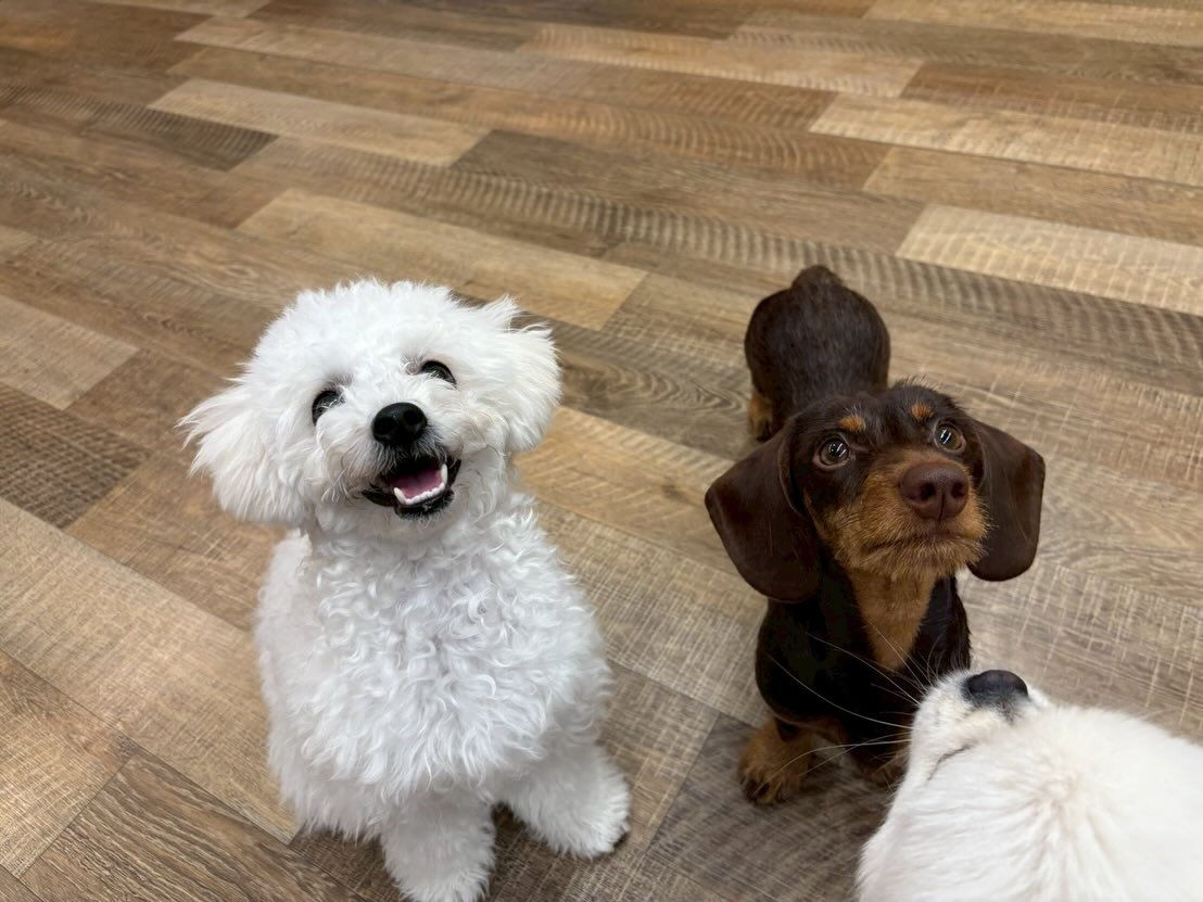 本日の幼稚園、パークの様子です🐶