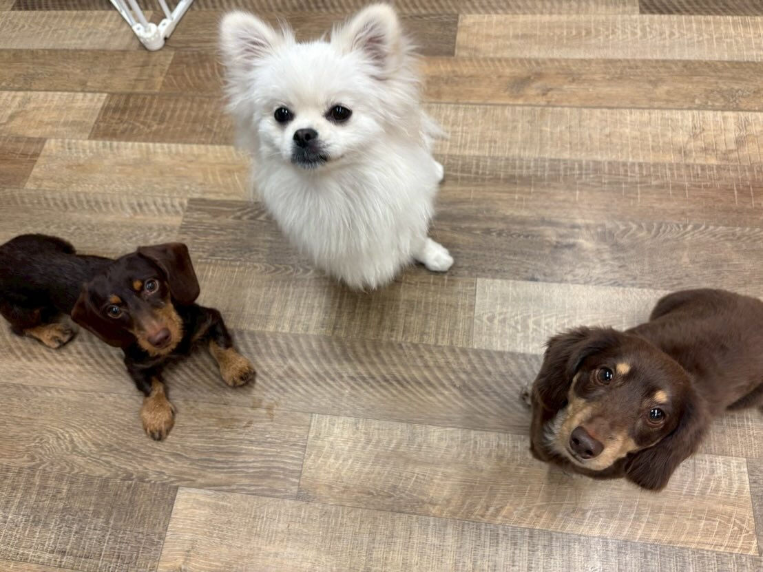 本日の幼稚園、パークの様子です🐶