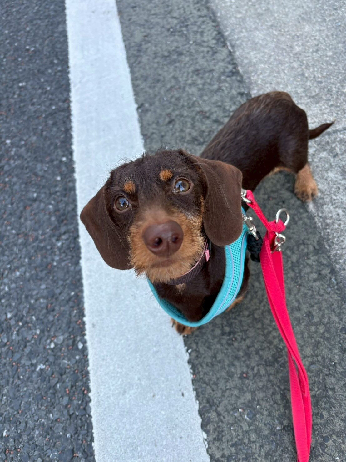 本日の幼稚園、パークの様子です🐶
