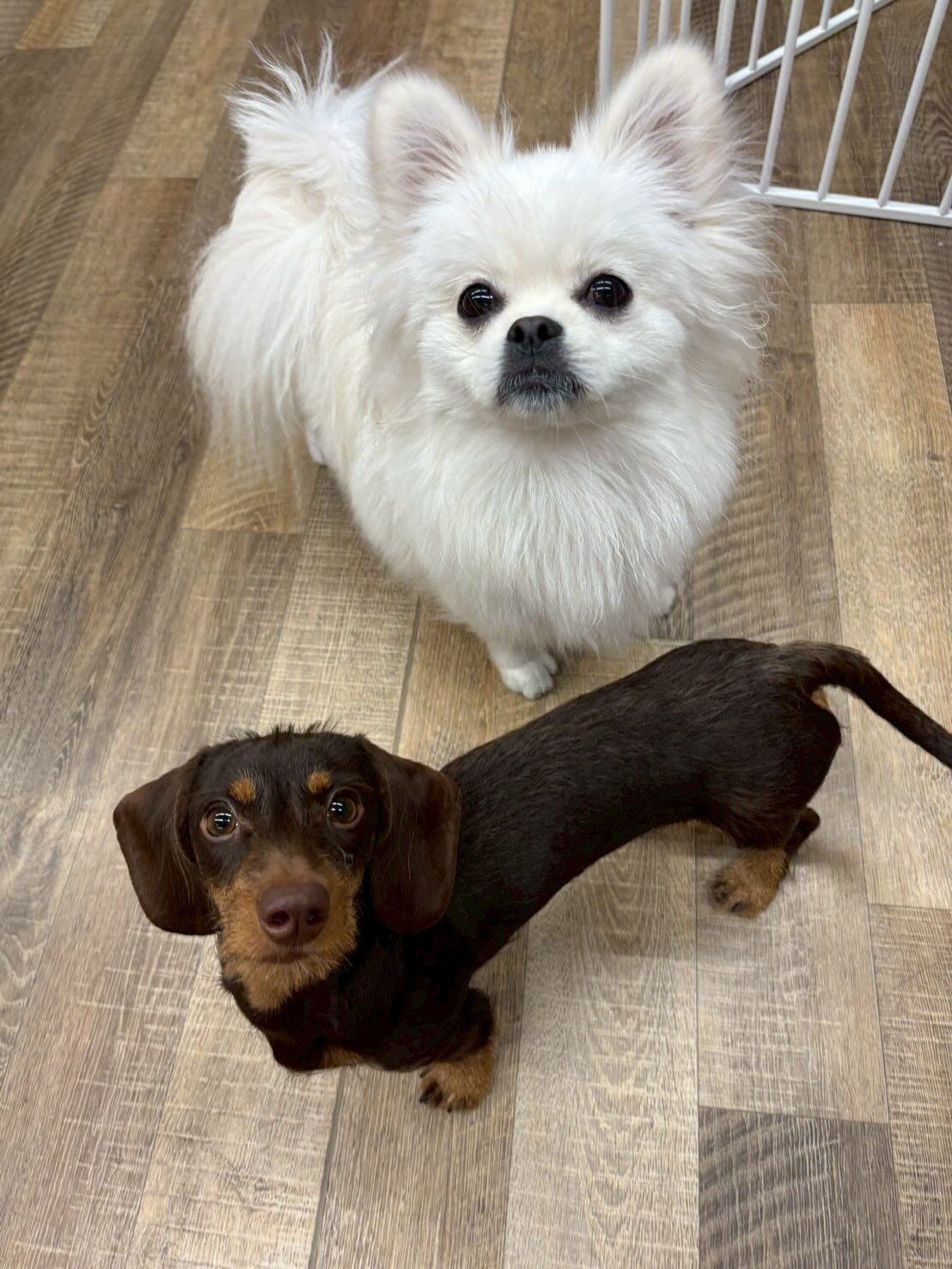 本日の幼稚園、パークの様子です🐶