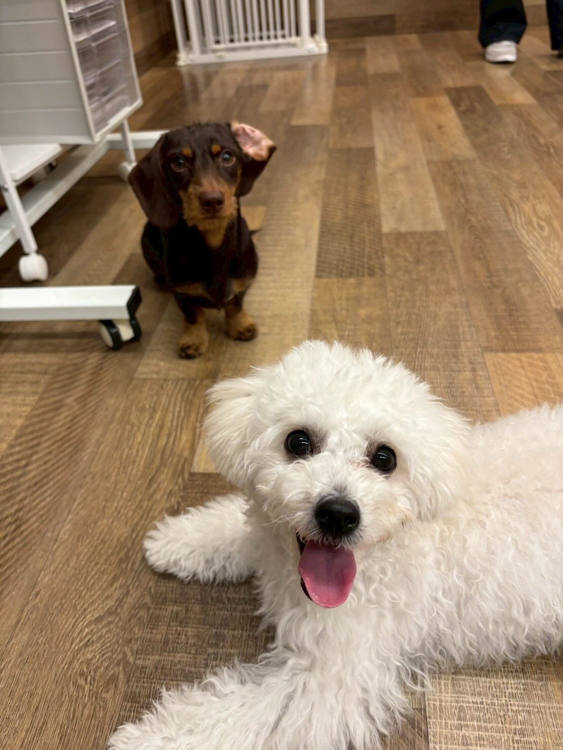 本日の幼稚園、パークの様子です🐶