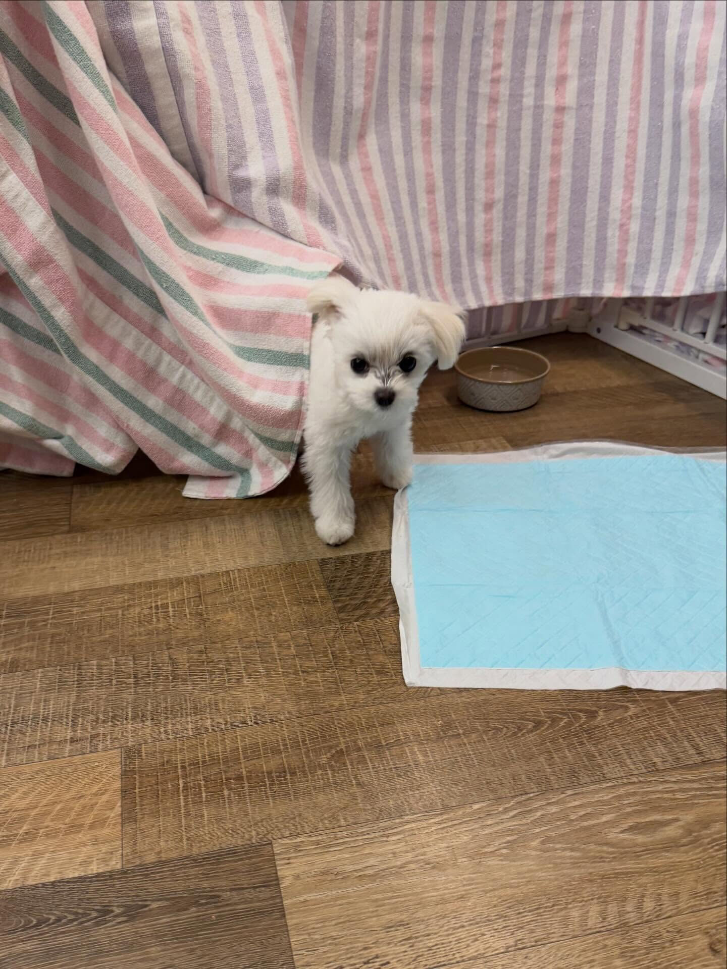 本日の幼稚園、パークの様子です🐶