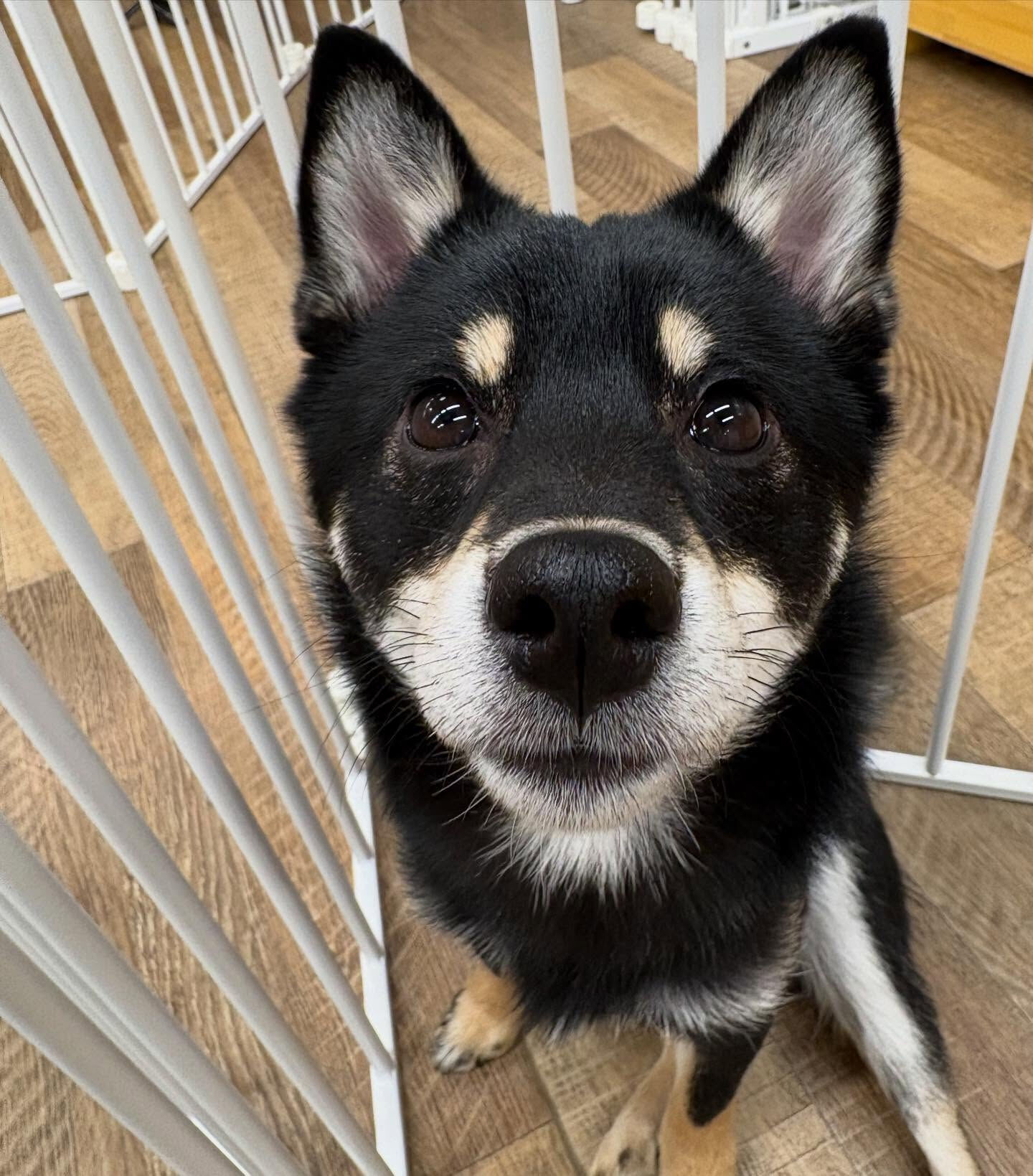 本日の幼稚園、パークの様子です🐶