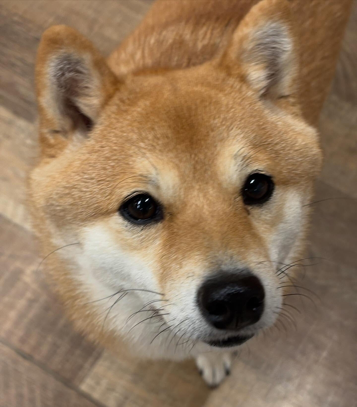 本日の幼稚園、パークの様子です🐶