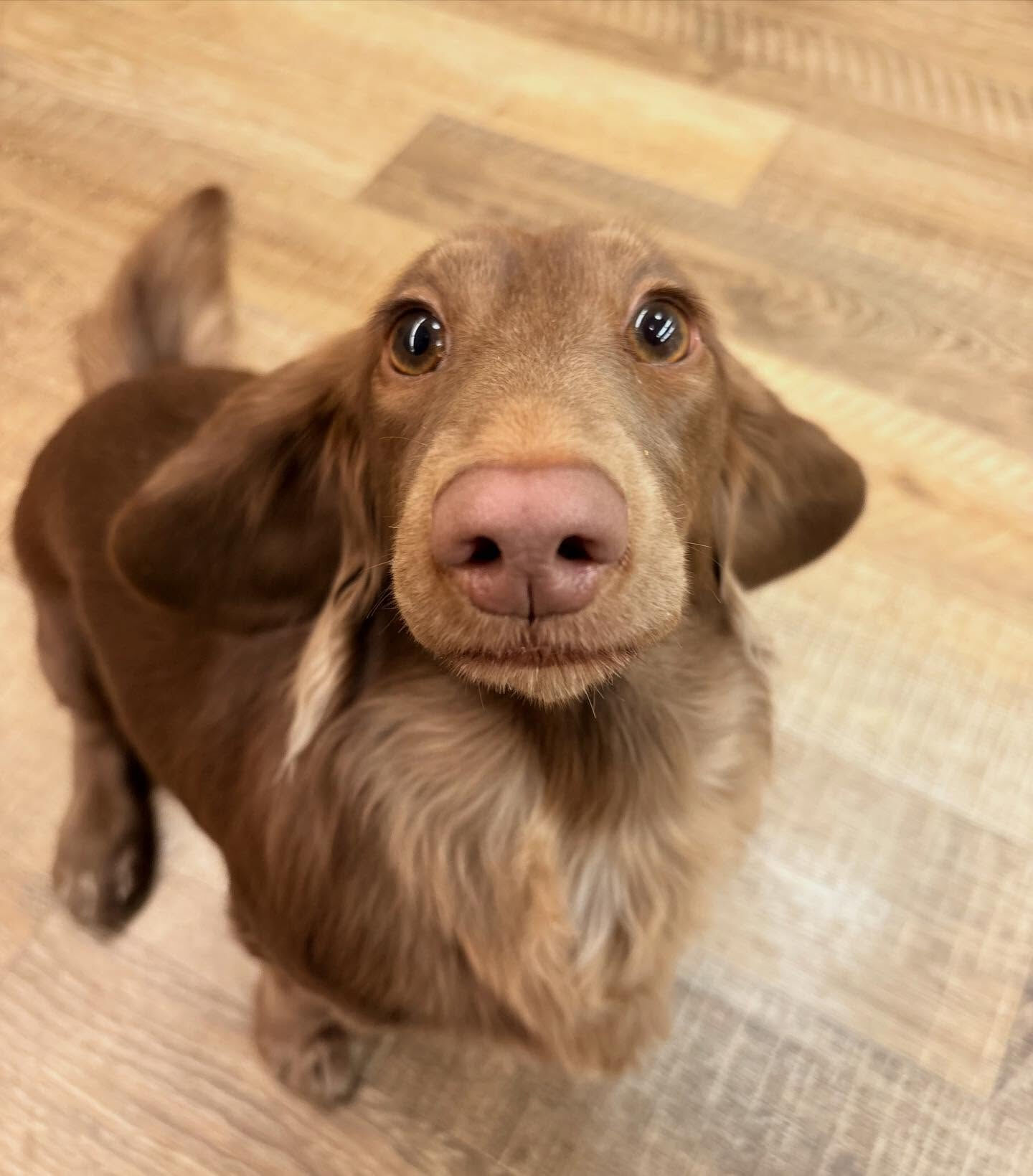 本日の幼稚園、パークの様子です🐶