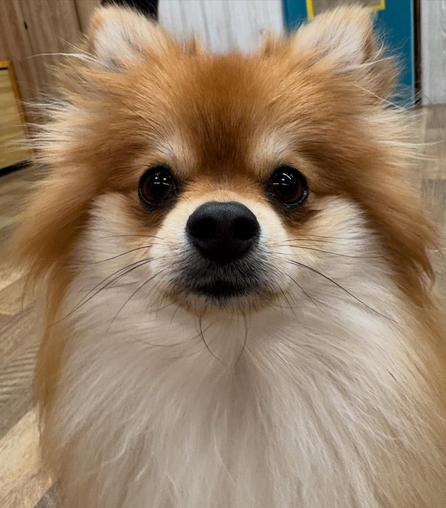本日の幼稚園、パークの様子です🐶