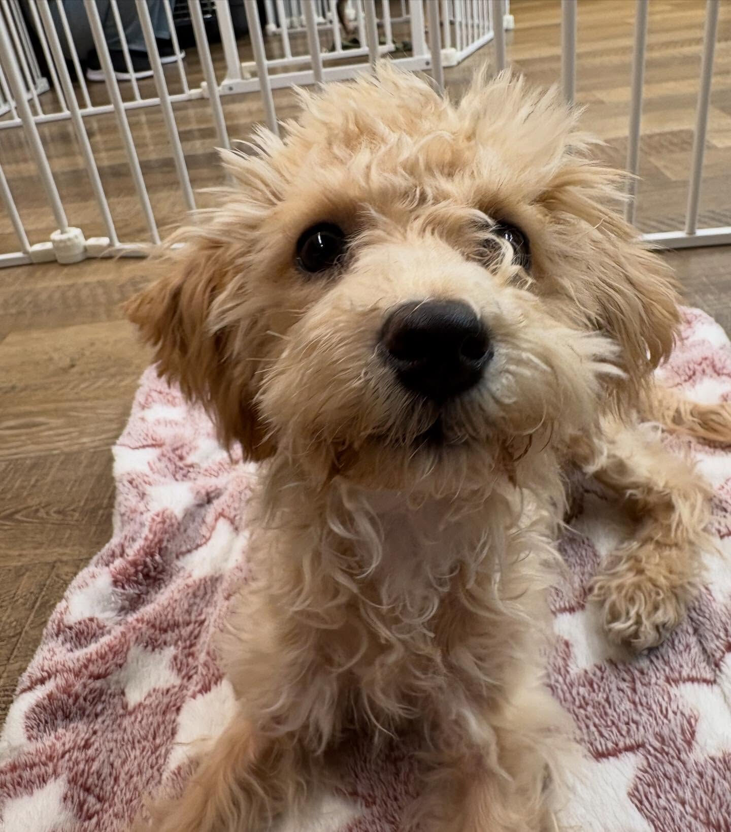 本日の幼稚園、パークの様子です🐶