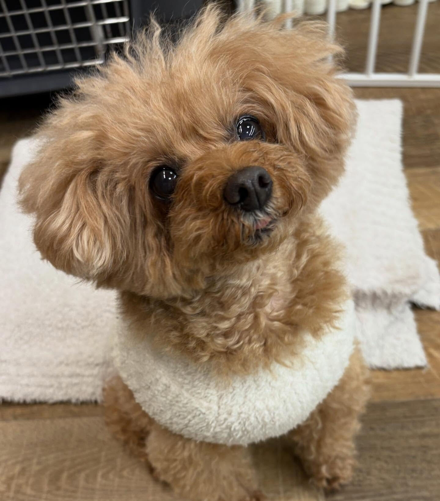 本日の幼稚園、パークの様子です🐶