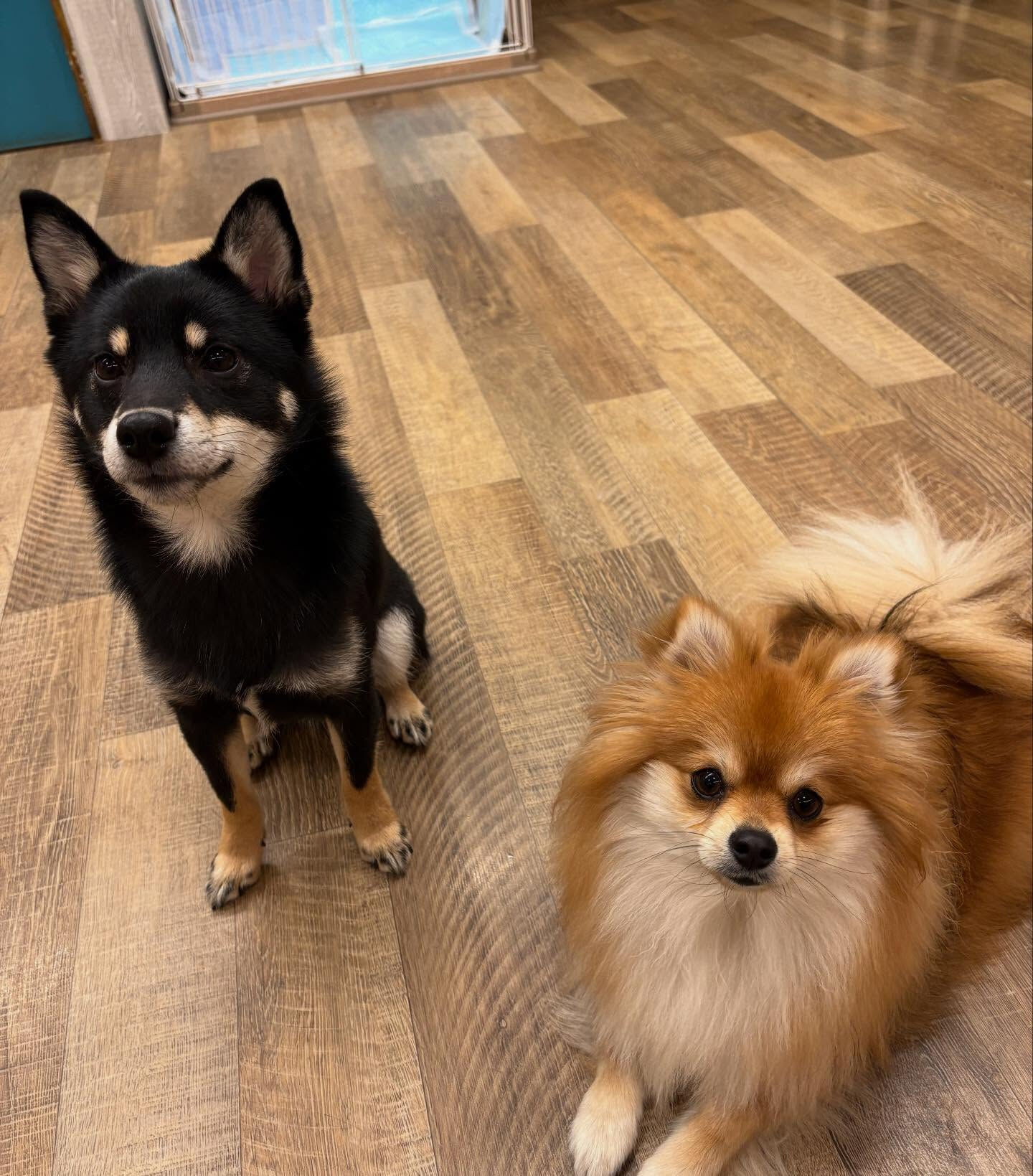 本日の幼稚園、パークの様子です🐶