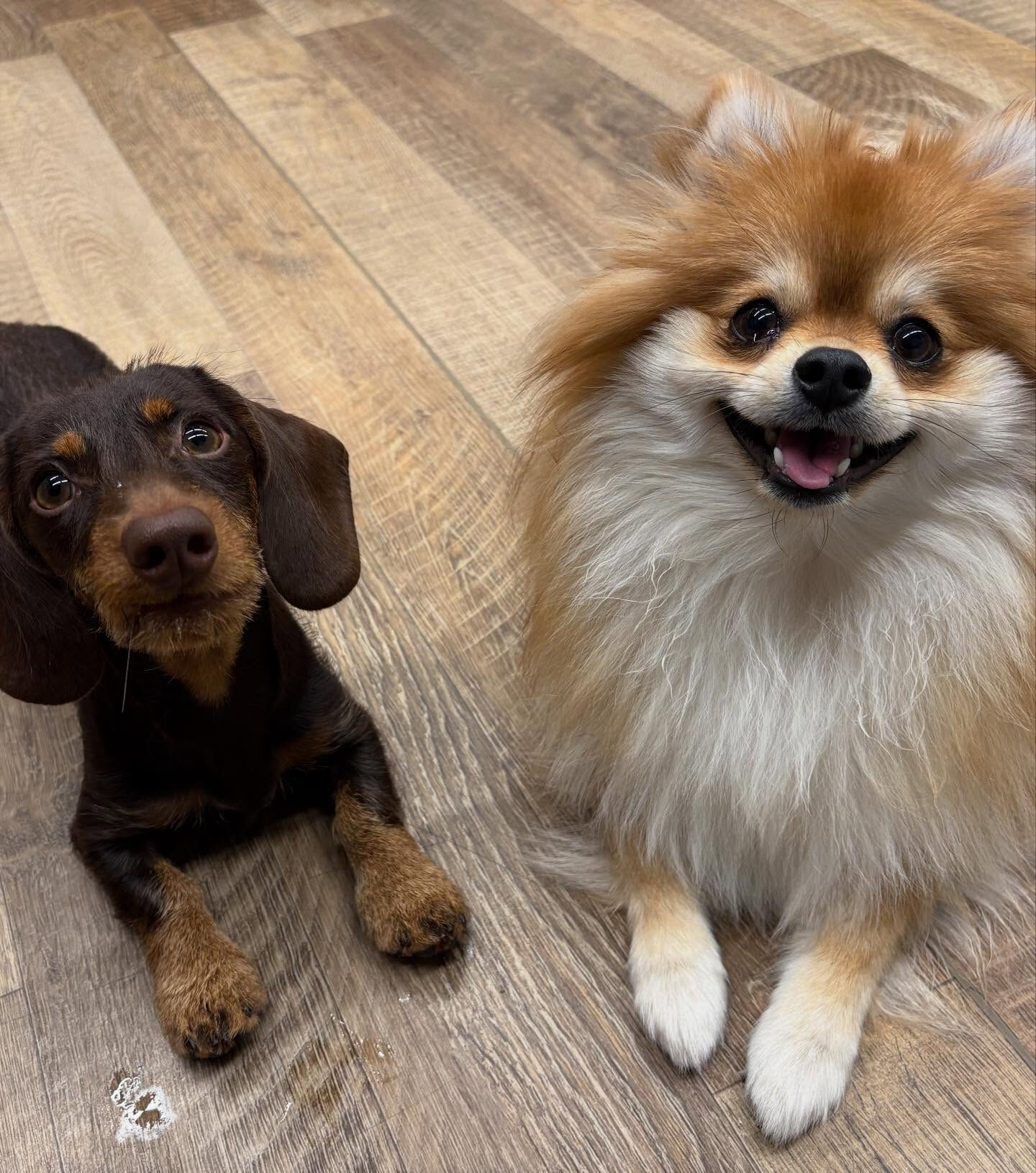 本日の幼稚園、パークの様子です🐶