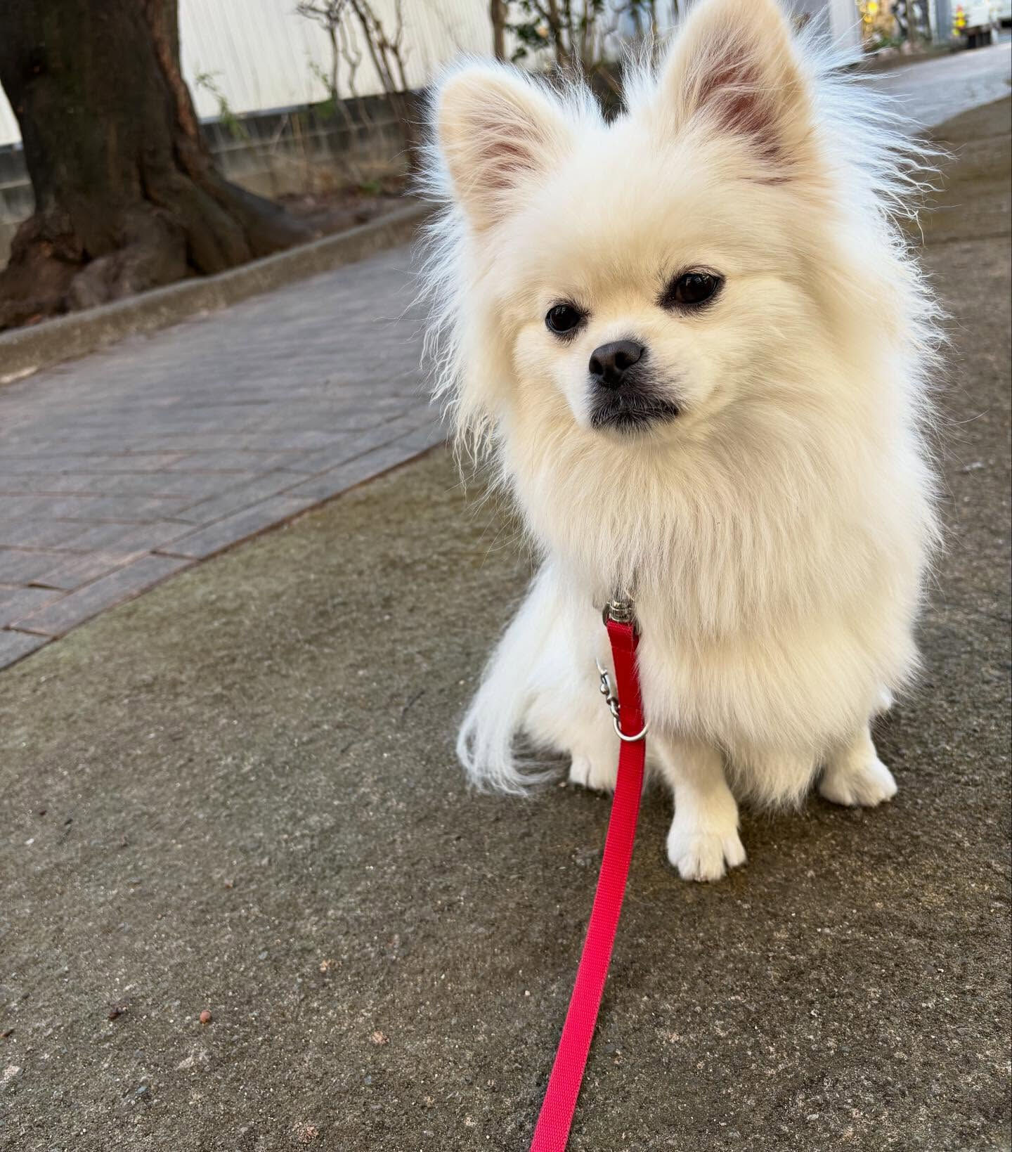 本日の幼稚園、パークの様子です🐶