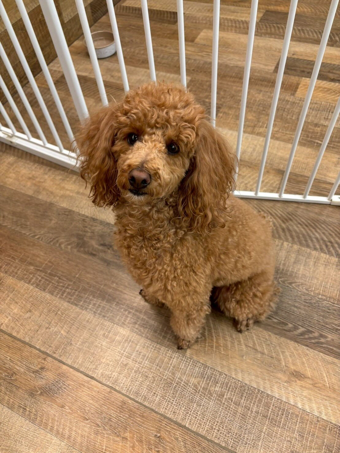 本日の幼稚園、パークの様子です🐶