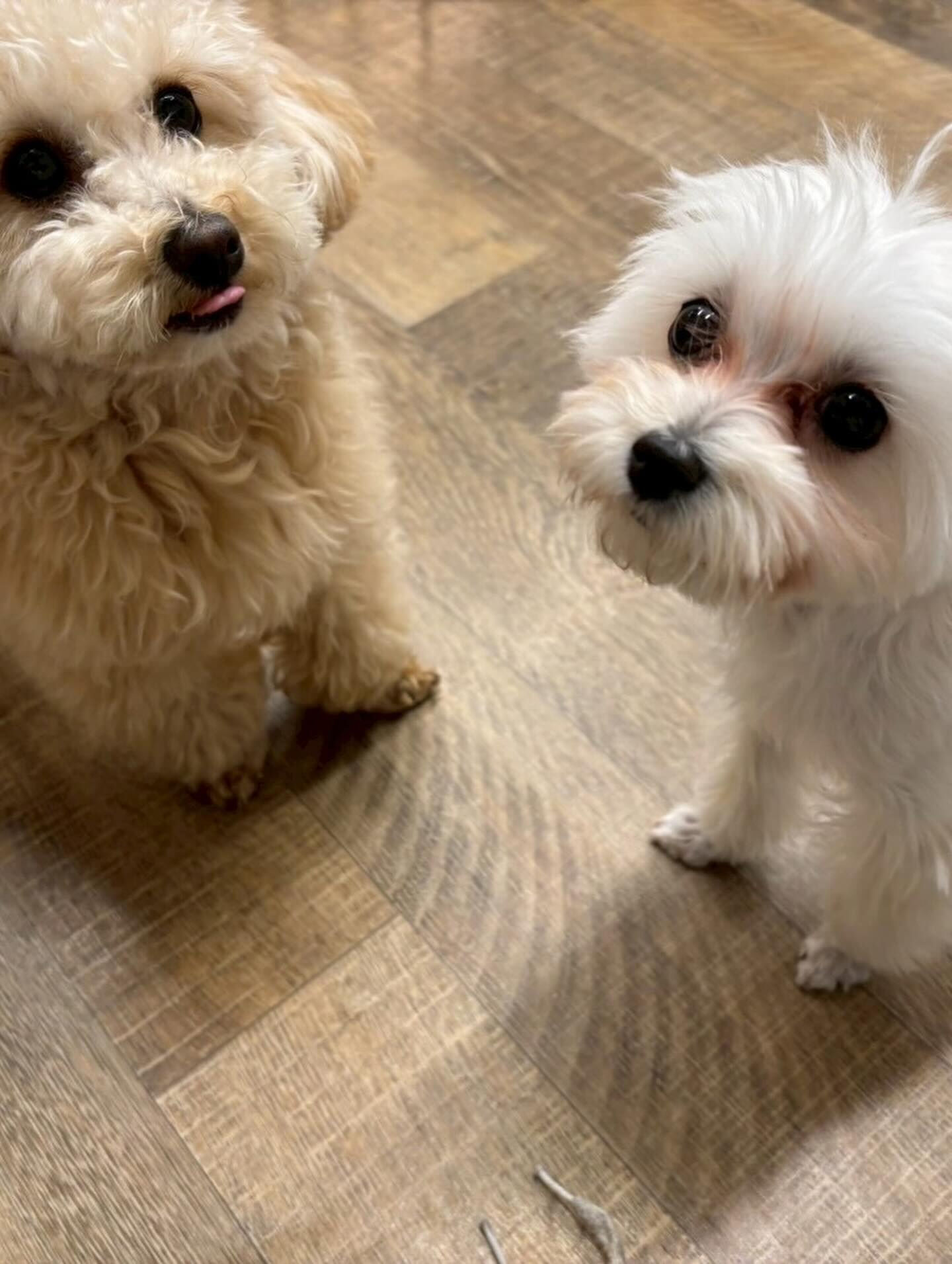 本日の幼稚園、パークの様子です🐶