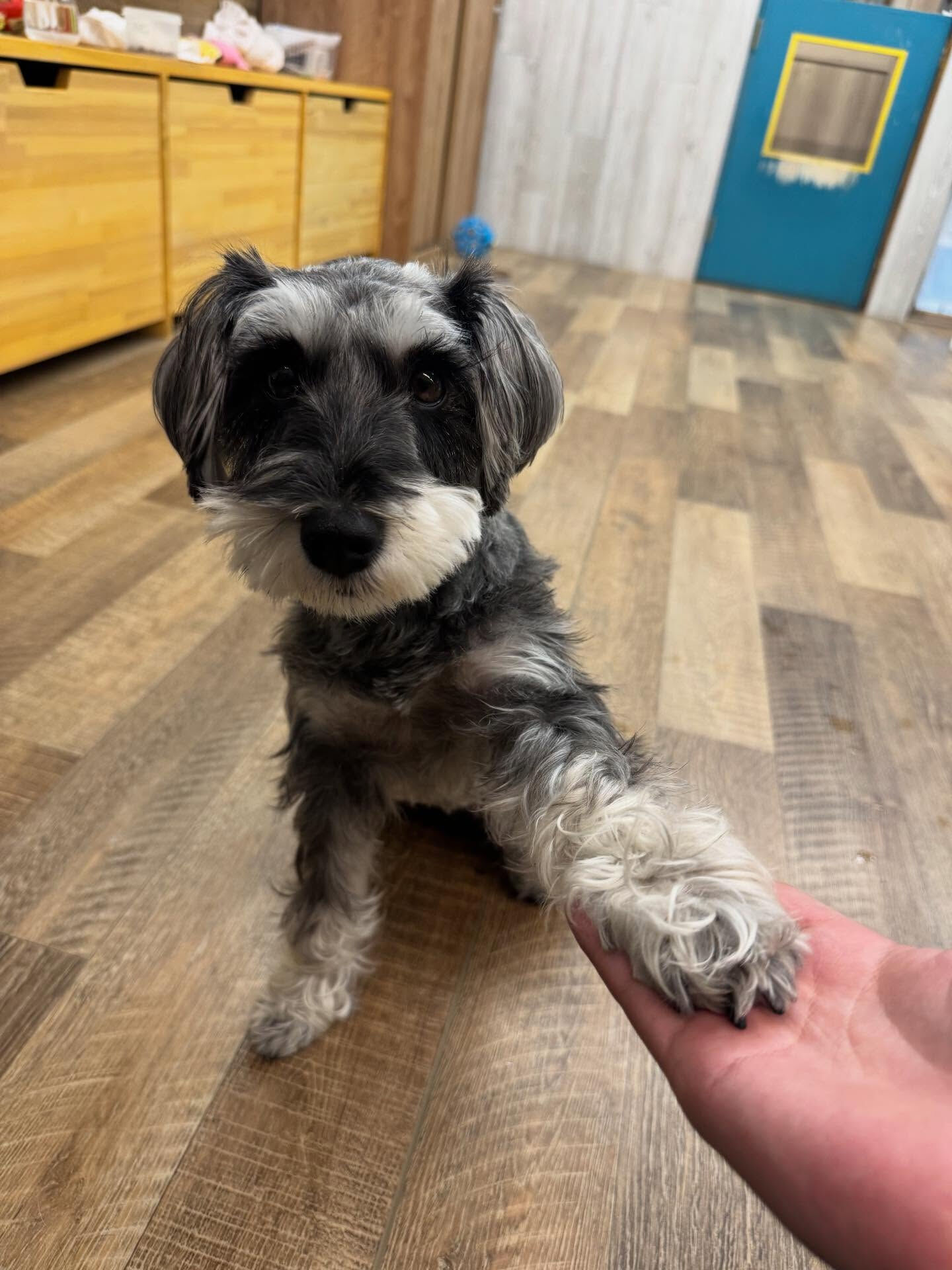 本日の幼稚園、パークの様子です🐶