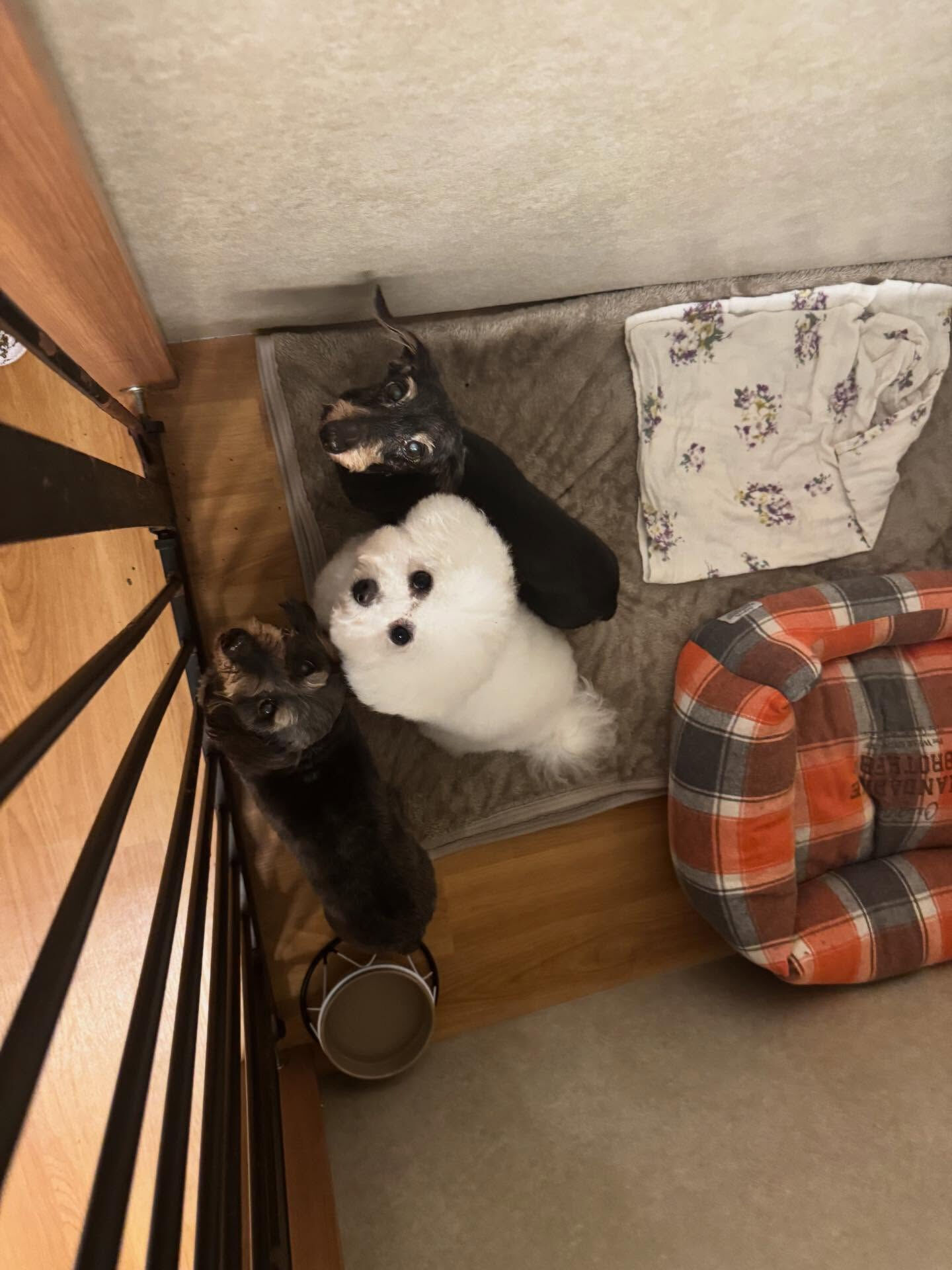 本日の幼稚園、パークの様子です🐶