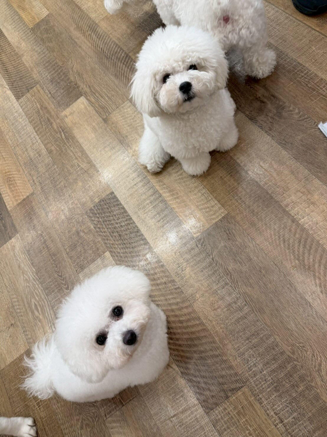 本日の幼稚園、パークの様子です🐶