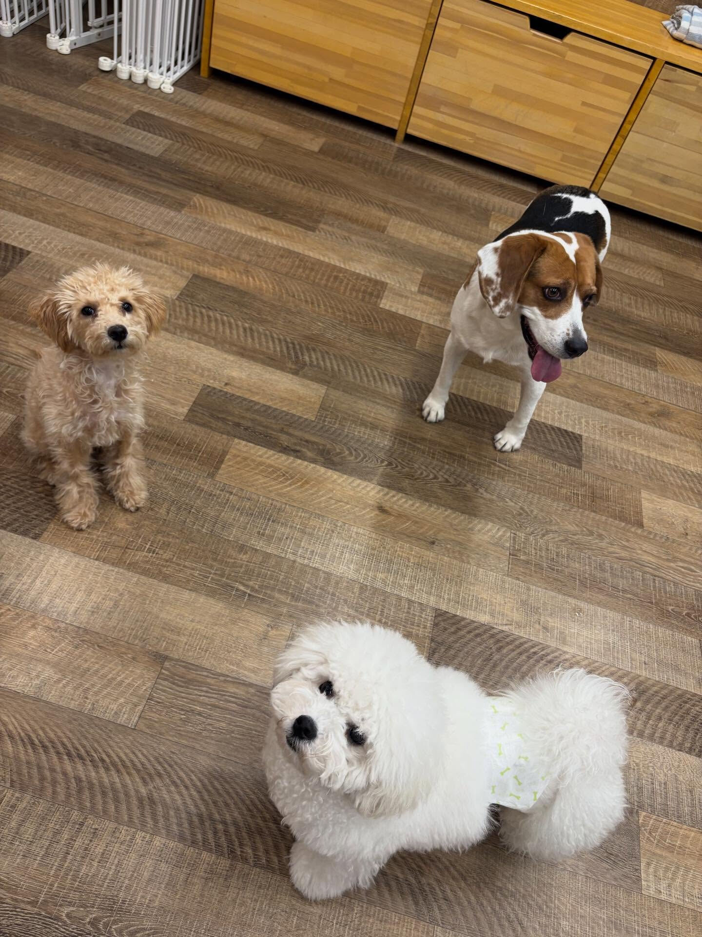 本日の幼稚園、パークの様子です🐶