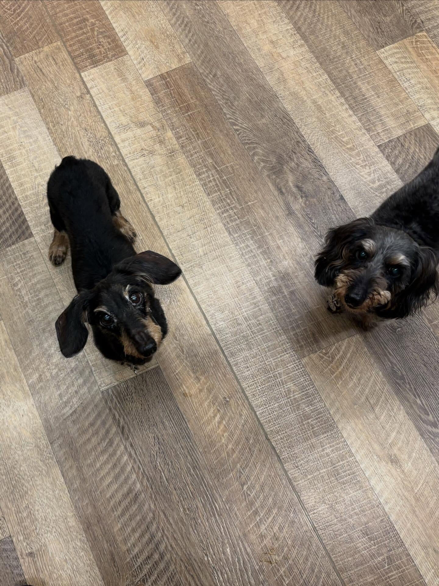 本日の幼稚園、パークの様子です🐶