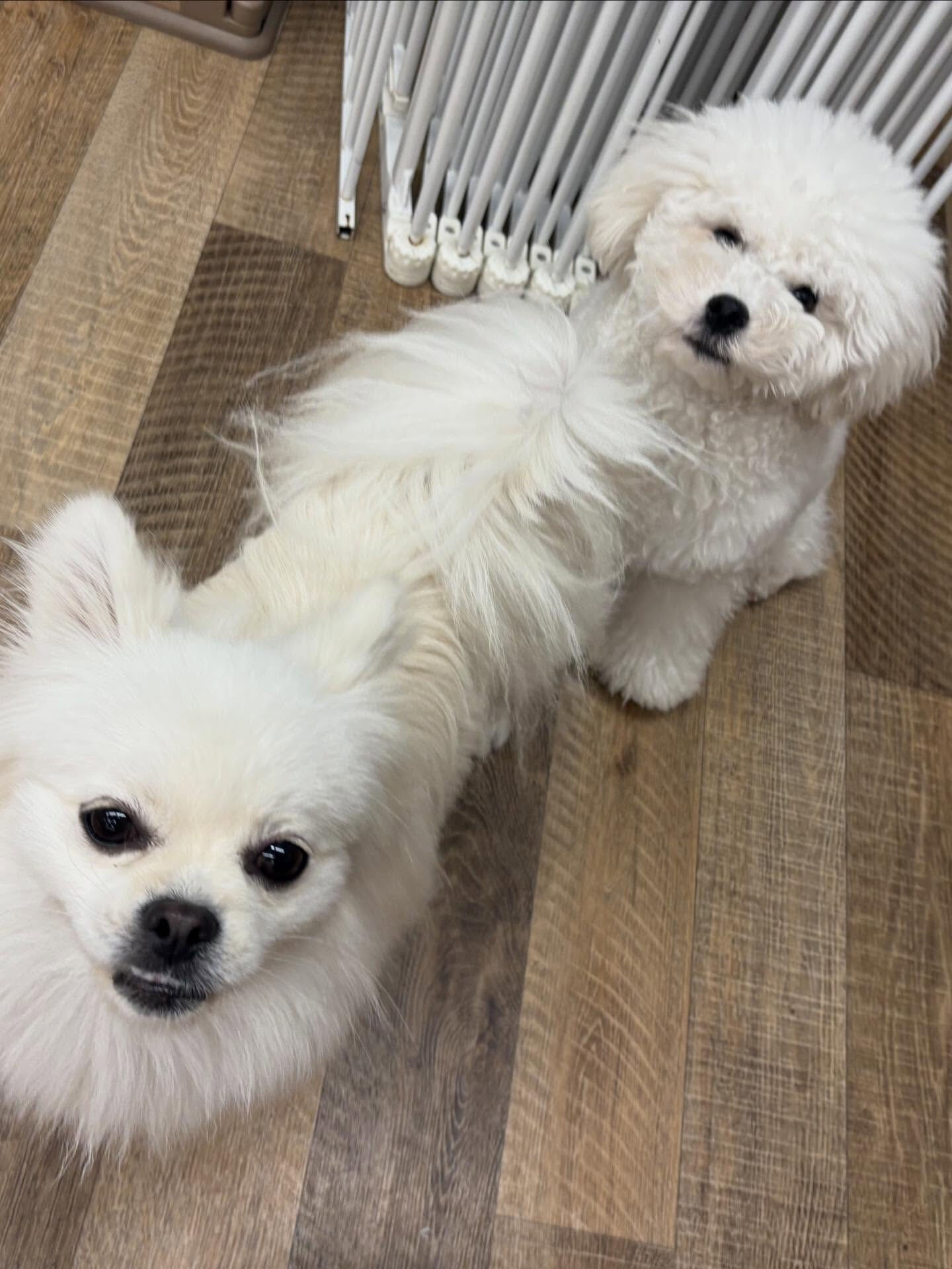本日の幼稚園、パークの様子です🐶