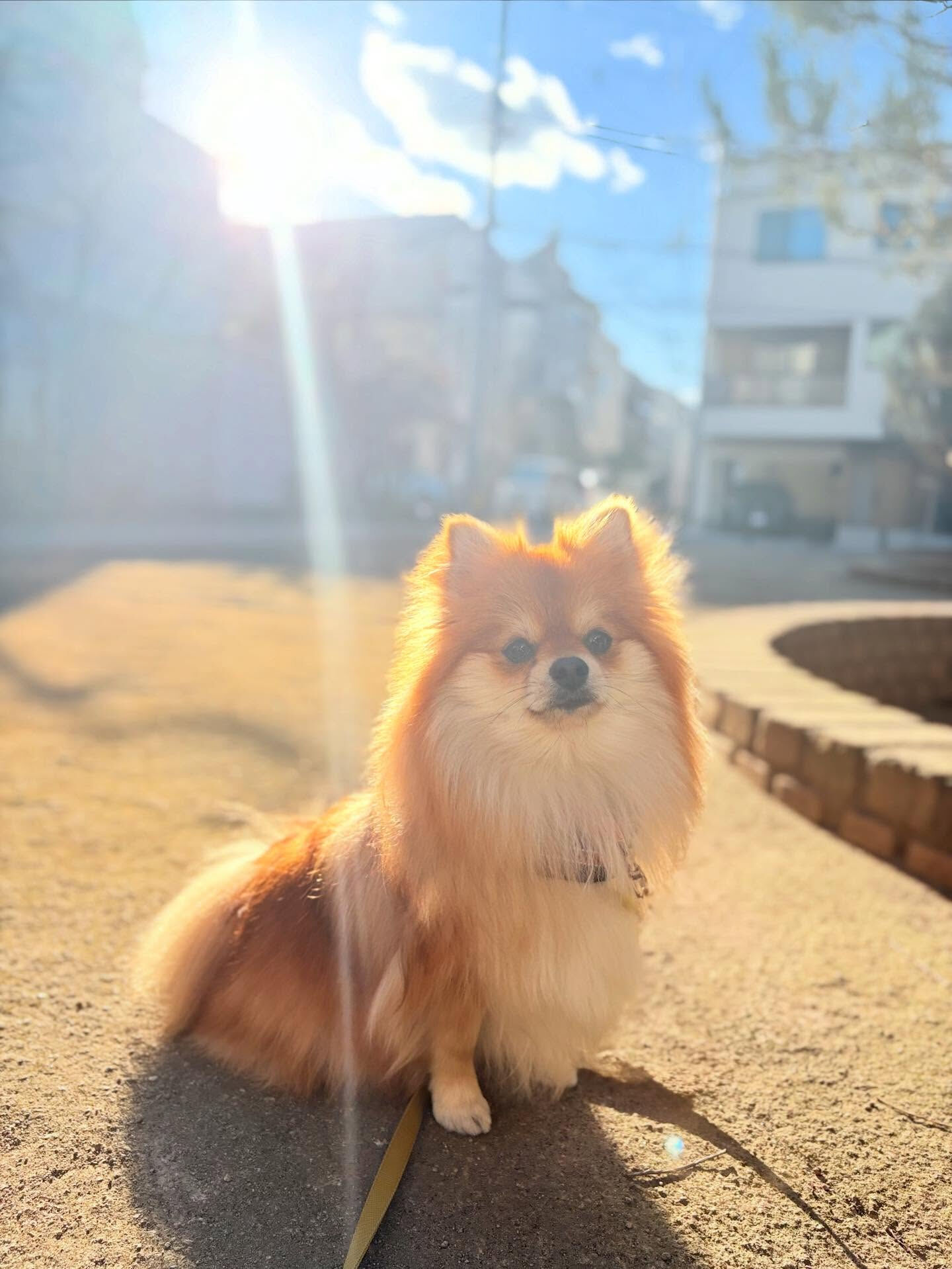 本日の幼稚園、パークのわんちゃん達の様子をお届けします🐶